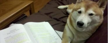 4 cani libro