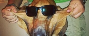 4 cani occhiali