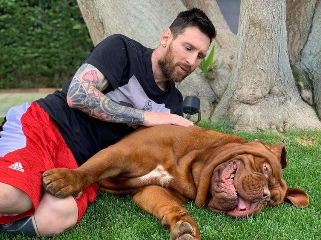 4 cani messi