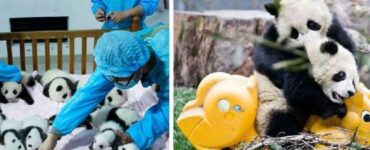 4 caratteristiche panda