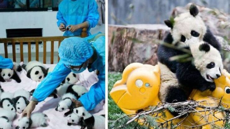 4 caratteristiche panda