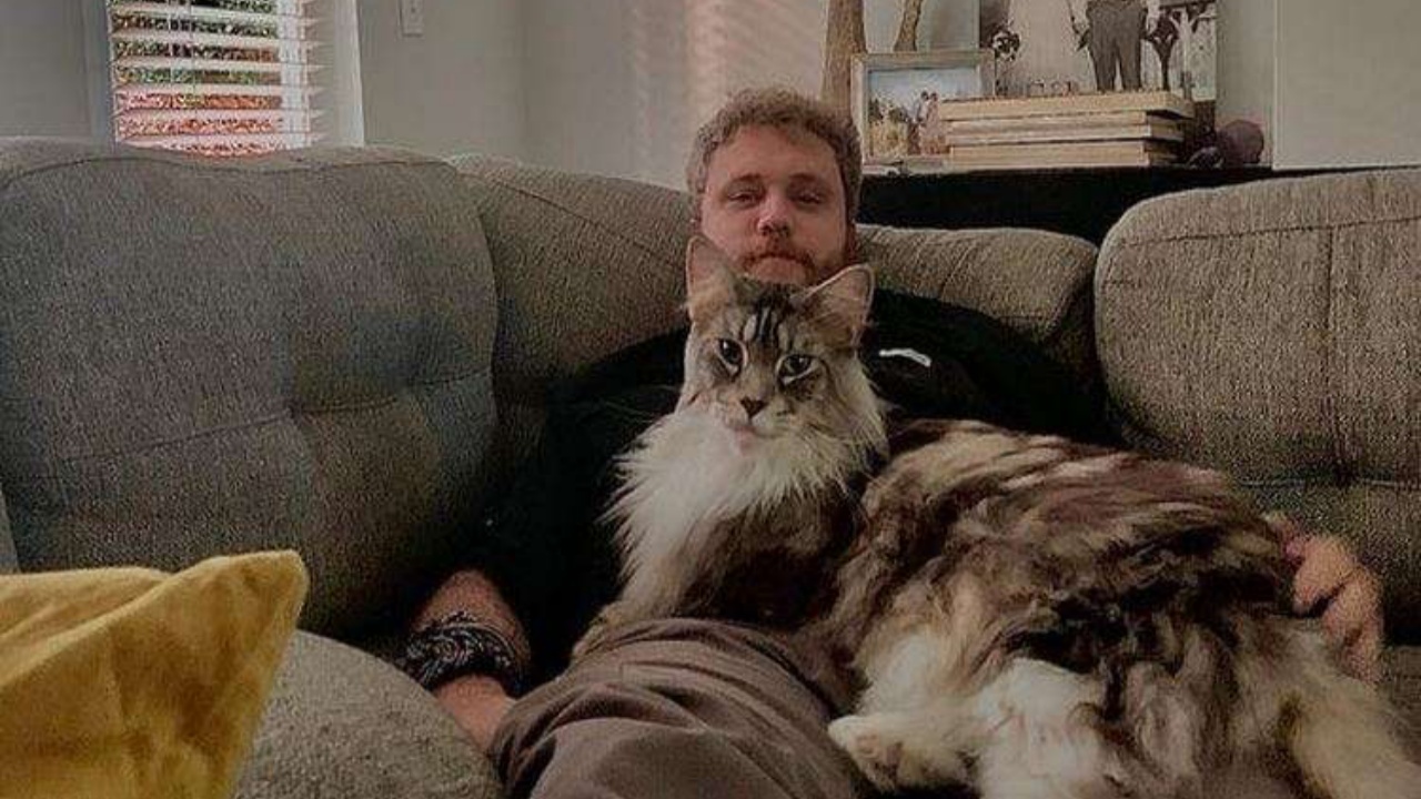 4 gatti divano