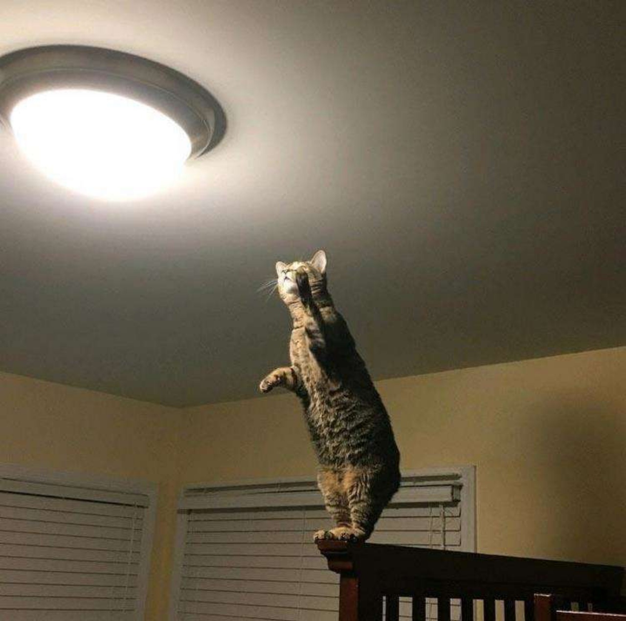 4 gatti luce