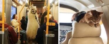 4 padroni treno