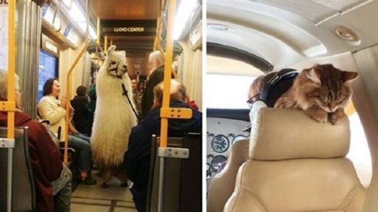 4 padroni treno