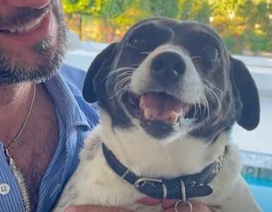 Cagnolina con il cancro: lo sconfigge con la chemioterapia