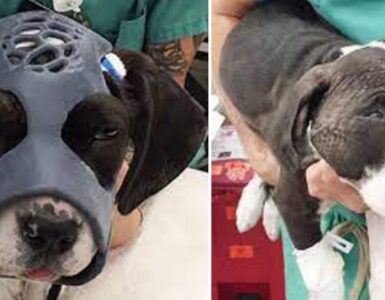 Cane con fratture alla testa indossa una maschera speciale