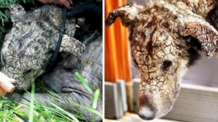 Cane con la faccia di pietra a causa di una malattia della pelle