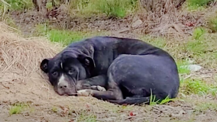 Cane nero in un campo di mirtilli