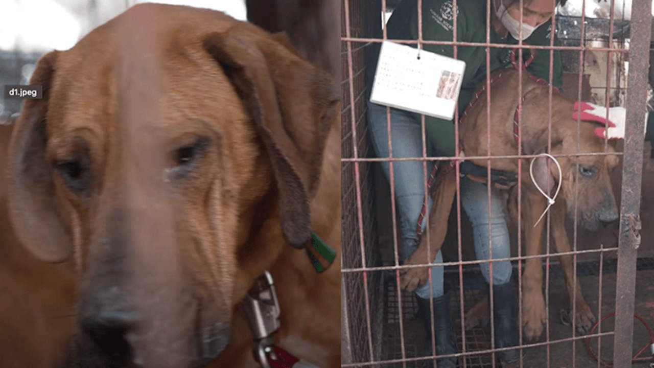 Cane salvato in Corea del Sud in allevamento da carne