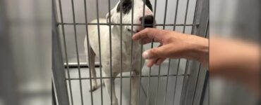 Cane smarrito ritrova la sua famiglia