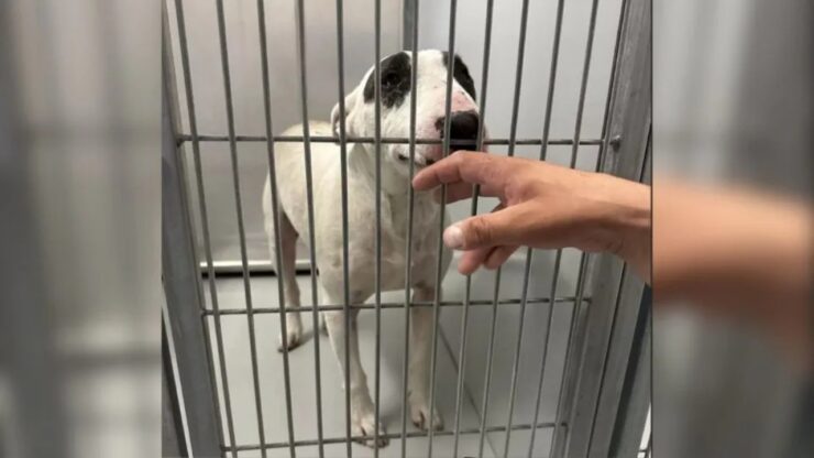 Cane smarrito ritrova la sua famiglia