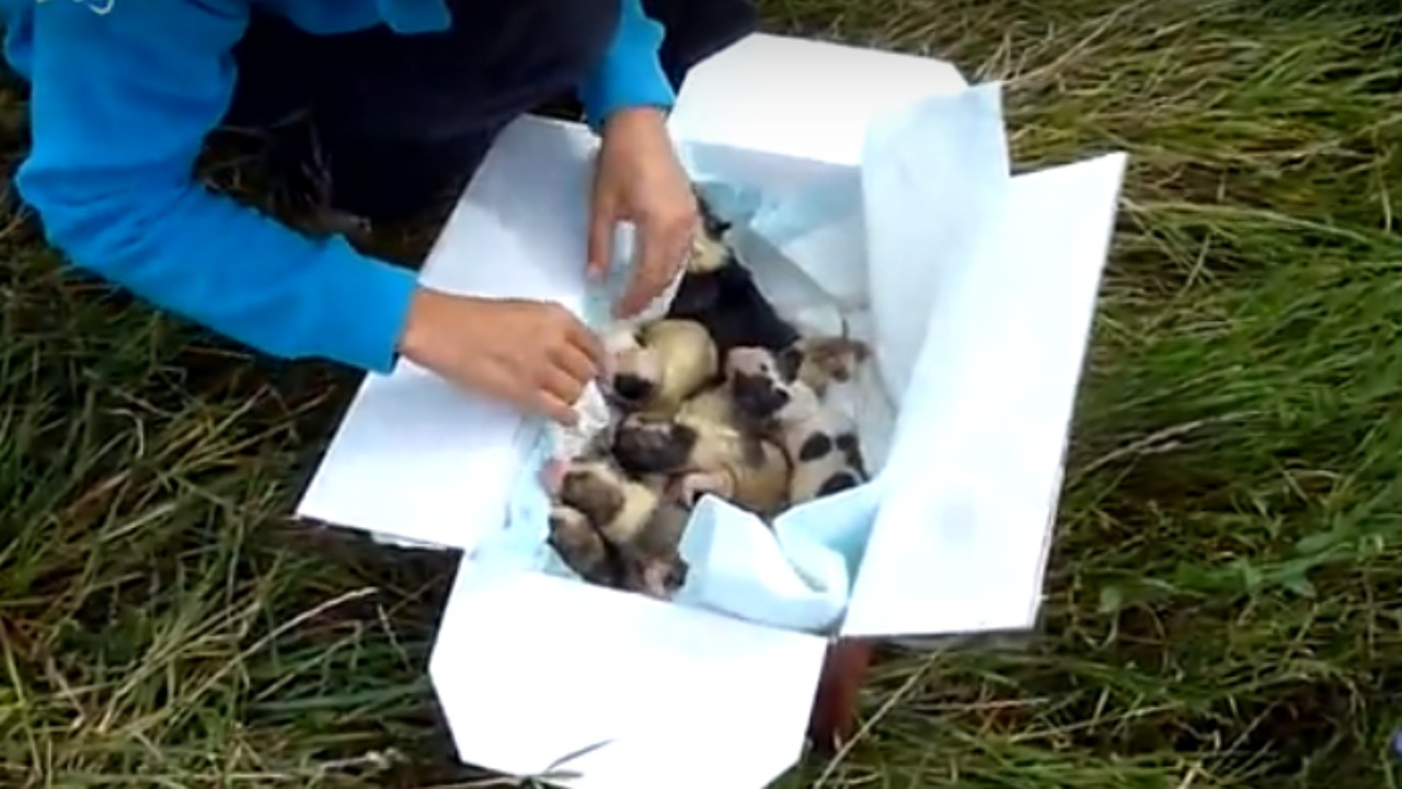 Cuccioli appena nati abbandonati in un sacco