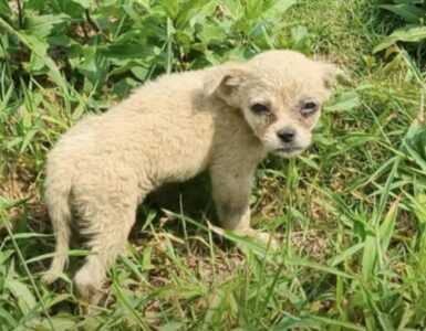 Cucciolo affamato salvato da un uomo