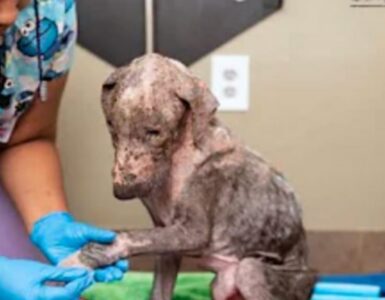 Cucciolo con una grave infezione alla pelle guarisce dopo 5 mesi