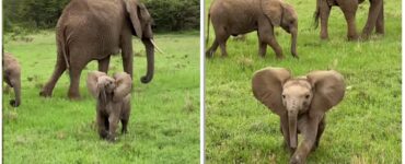 Cucciolo di elefante protegge la sua mamma