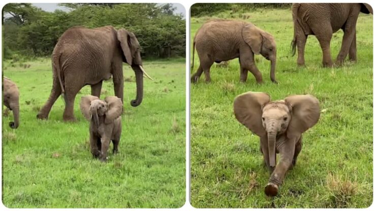 Cucciolo di elefante protegge la sua mamma