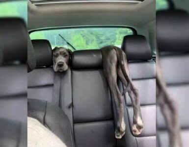 Cucciolo distrae la donna alla guida con le sue marachelle