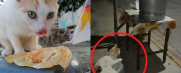 Gatti vendono tamales e diventano famosi