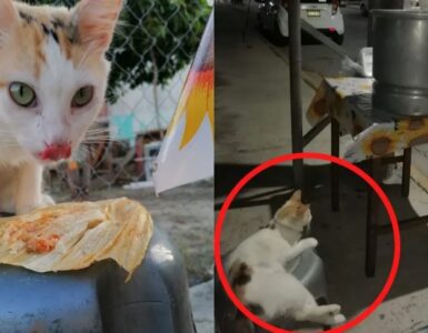Gatti vendono tamales e diventano famosi