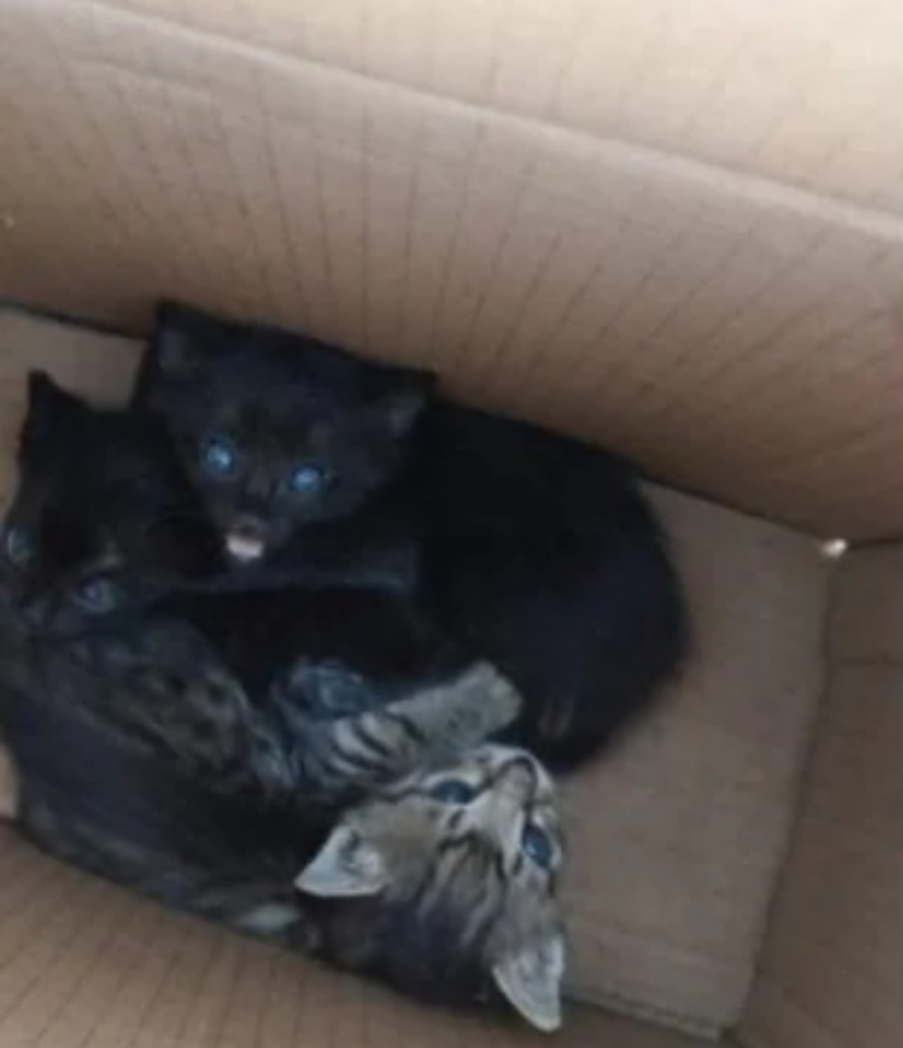 Gattini trovati nella scatola all'ingresso dell'Enpa