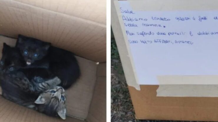 Gattini trovati nella scatola all'ingresso dell'Enpa
