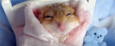 Gerbillo dorme avvolto in una coperta