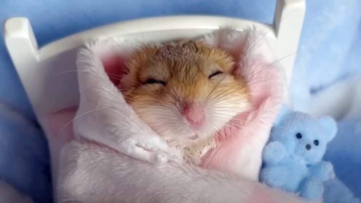 Gerbillo dorme avvolto in una coperta