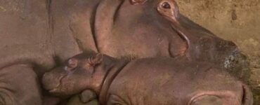 Ippopotamo: un nuovo cucciolo allo zoo