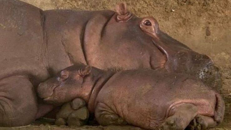 Ippopotamo: un nuovo cucciolo allo zoo