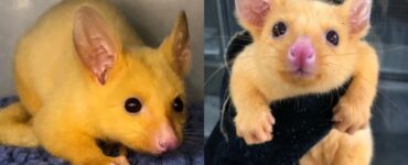 Opossum giallo: scoperto un particolare esemplare
