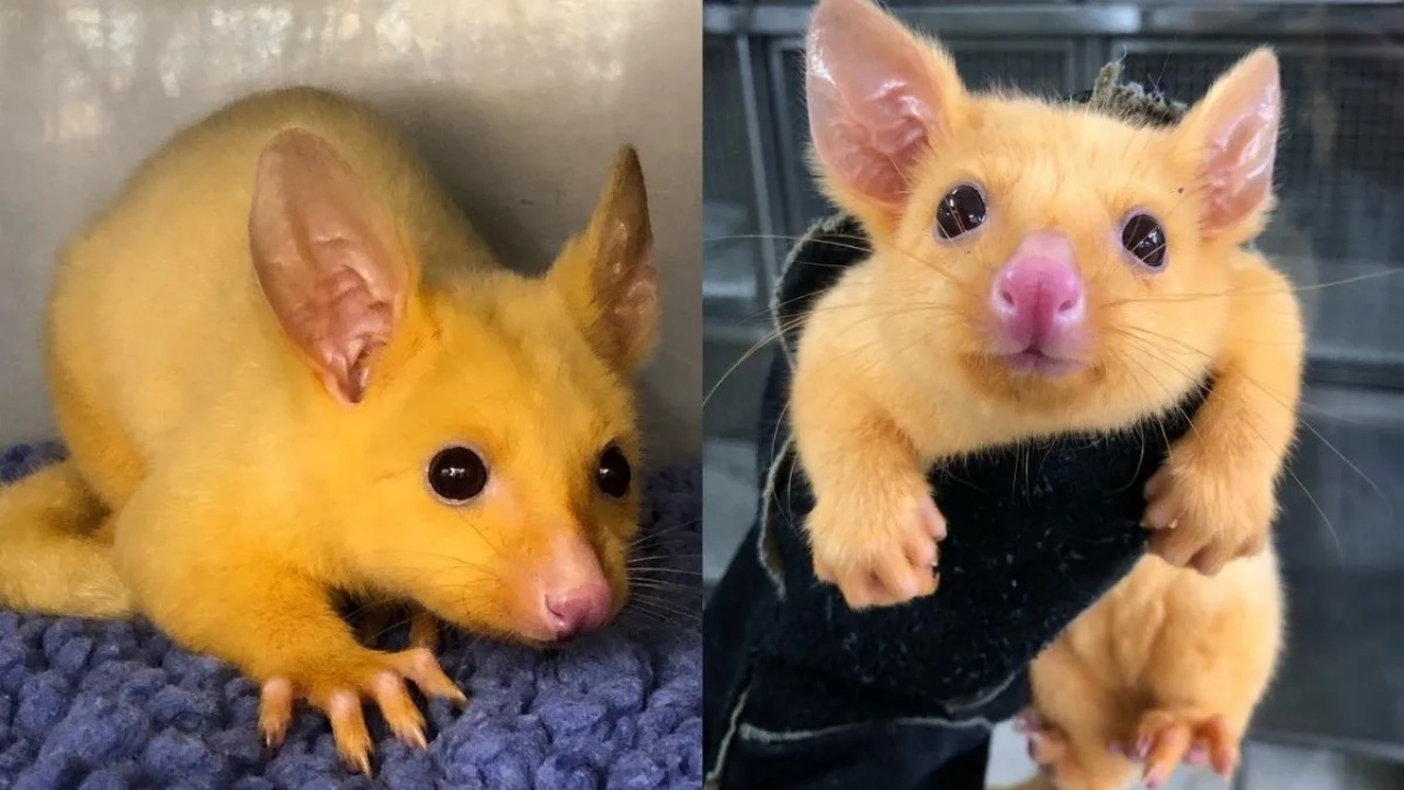 Opossum giallo: scoperto un particolare esemplare