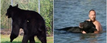 Orso va in acqua e rischia di annegare