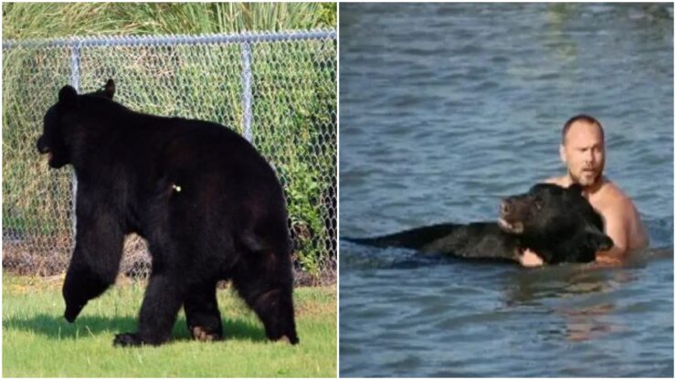 Orso va in acqua e rischia di annegare
