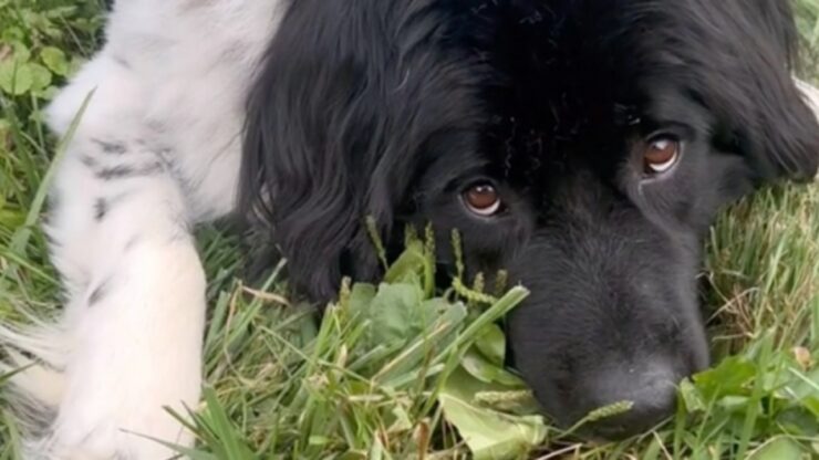 Terranova si prende cura dei coniglietti della cucciolata in giardino