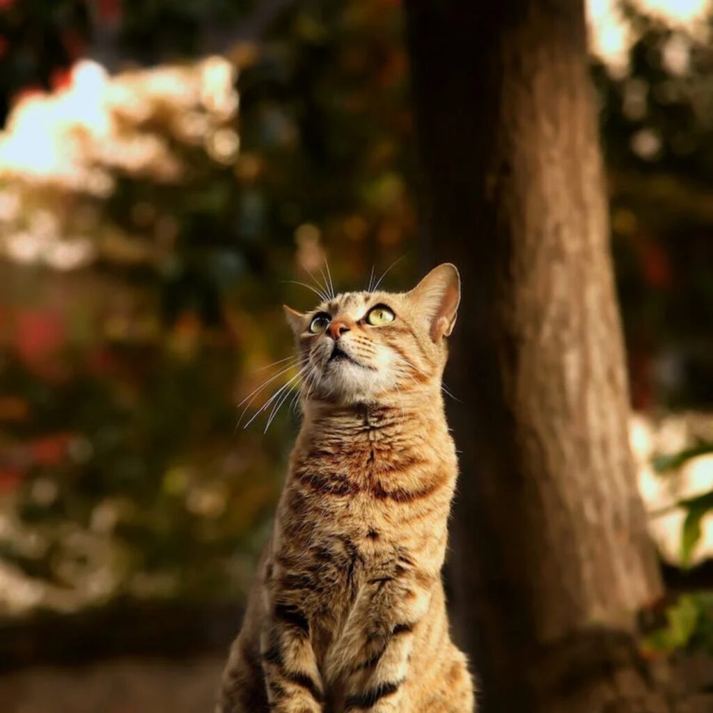 L'amore per i gatti giova alla salute