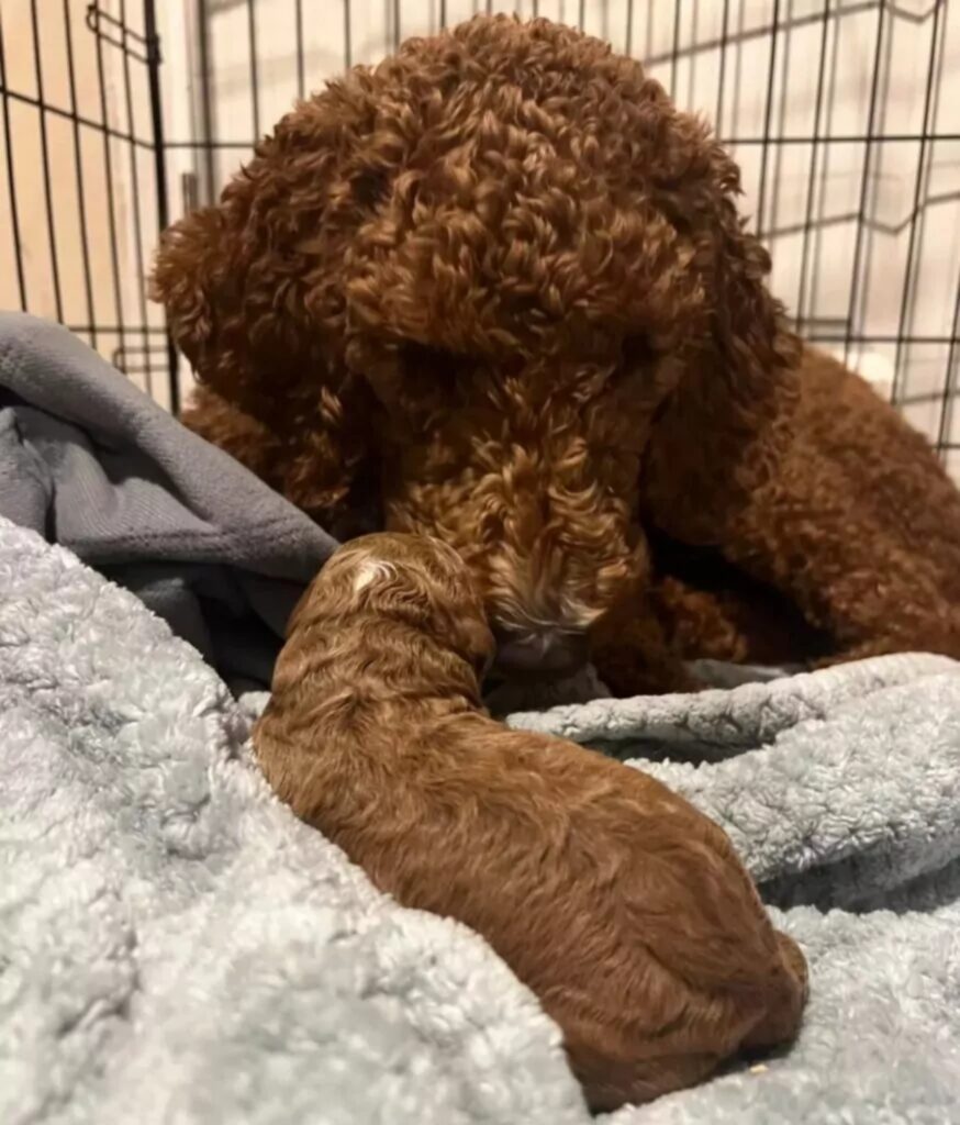 cagnolina partorisce