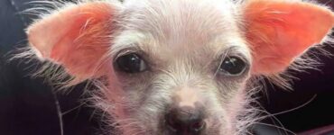 cane trascurato orecchie