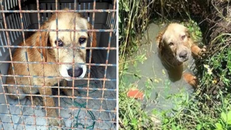 poliziotto salva un cucciolo