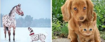 4 animali gemelli