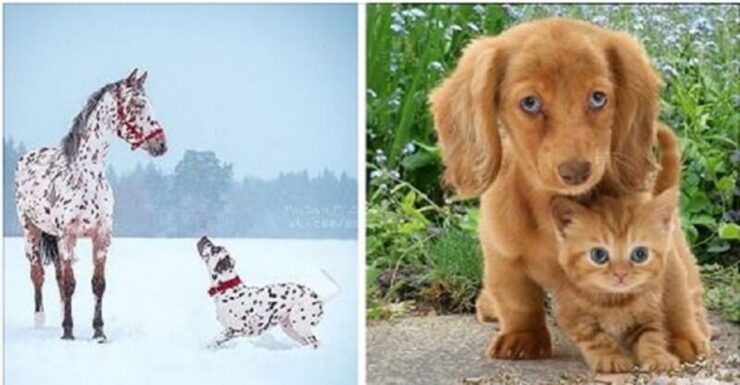 4 animali gemelli
