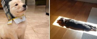 4 cagnolini scatola