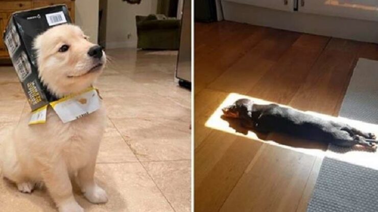 4 cagnolini scatola