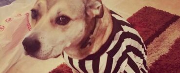 4 cani maglia