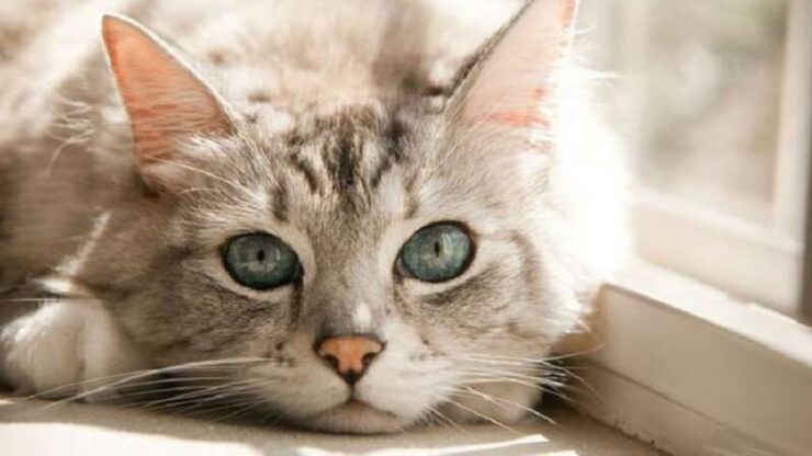 4 idee gatto