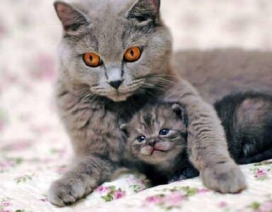 4 mamme amore