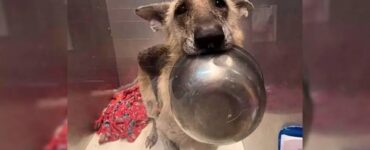 Cagnolina randagia ricerca attenzioni prendendo una ciotola