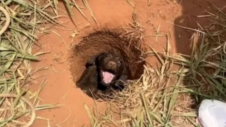 Cagnolino caduto in una buca ed un bambino lo salva