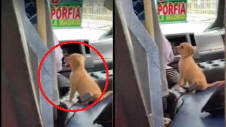 Camionista con il suo cane a lavoro