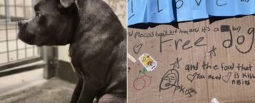 Cane abbandonato perché malato